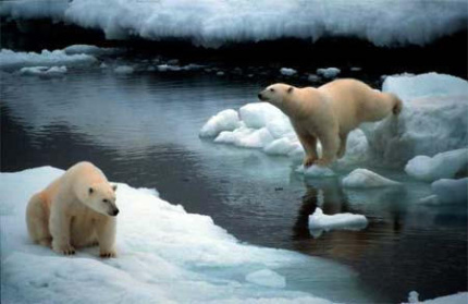 Polar bears