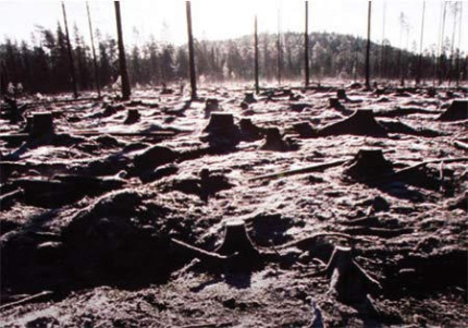 Forest destruction in Finland, much of which is certified under the Finnish Forest Certification Scheme