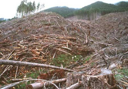 TimberWest SFI-certified logging near Lake Cowichan, Vancouver Island, 2003