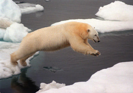 Polar bear threatened by climate change