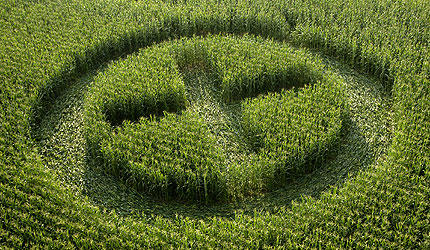 X marks the spot - a field of GM maize in France is clearly marked by Greenpeace protesters