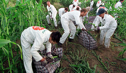 Greenpeace protesters uproot GM crops in Norfolk