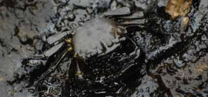 An oil-covered crab in Jounieh harbour, which is heavily polluted by oil after Israel bombed the nearby Jiyyeh power plant