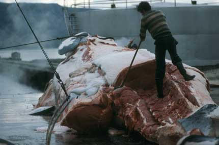 Iceland's senseless resumption of commercial whaling has now been suspended