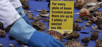 "For every plate of beam trawled plaice, there are up to three plates of wasted sea life"