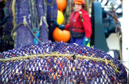 Very few orange roughy and a lot of bycatch, including several seastars, urchins, and numerous unwanted fish, in the net of the New Zealand deep sea trawler Recovery II in international waters in the Tasman Sea.