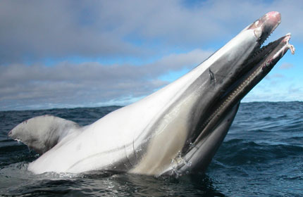 A common dolphin: victim of pair trawling bycatch in the English Channel