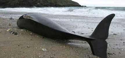 A dead dolphin - the victim of bycatch - lying on a beach