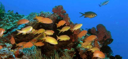 A clean, healthy and biodiverse sea area around Appo Island, Philipinnes