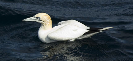 A gannet in the North Sea near Sheltand