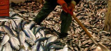 Over-fishing poses a threat to fish stocks around the world