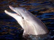 Bottlenose dolphin