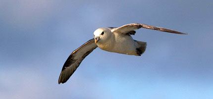 A fulmar