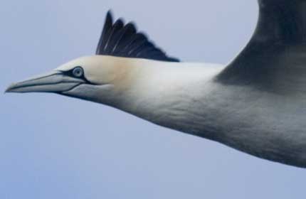 Bird's eye view? Close up of a gannet in flight
