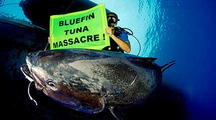 Dead bluefin tuna underwater