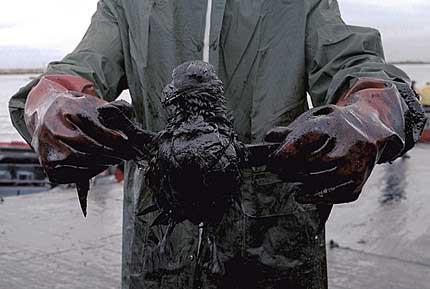 A oil cleanup volunteer holds a Comorant covered in oil from the sunken Prestige oil tanker on the coast of Galicia, Spain.