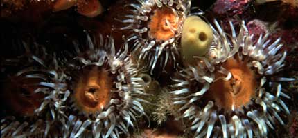 Anemones on a sea mount