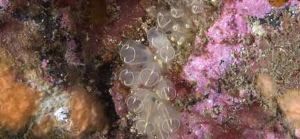Sea squirts on theInner Hebrides seamount