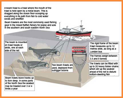 How beam trawling works