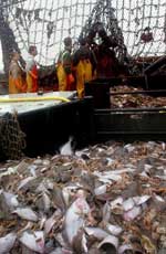 Sorting the catch on a Belgian beam trawler on the Dogger Bank, North Sea