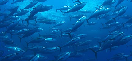 Mediterranean bluefin tuna - kings of the ocean