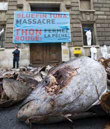 Heads will roll: Tuna  piled up outside the French Fisheries Ministry in protest against continued over fishing