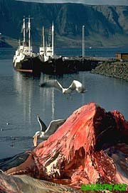 A fin whal carcass rots at an Icelndic whaling station