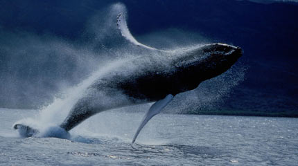 A humpback breaching