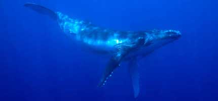 A majestic humpback whale off the coast of Tonga