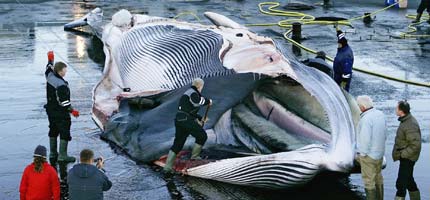 An endangered fin whale on the harbour of Hvalfjrour, Iceland