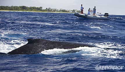 A Humpback whale swims past the Cook Island whale research boat, enjoying the warm water and the protected reefs of Rarotonga (Cook Islands)