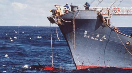 Japanese whalers harpooning a minke