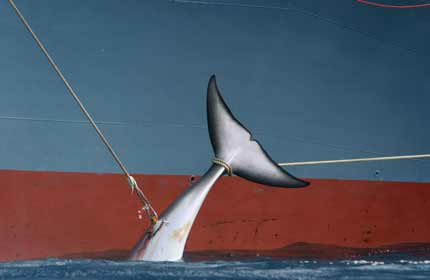 Dead whale being transferred from bow to midships of whaling ship