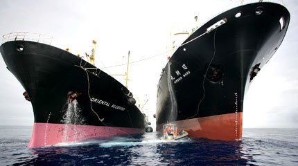 A Greenpeace inflatable prevents the Nisshin Maru refuelling from the Oriental Bluebird
