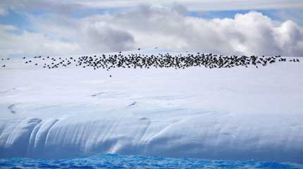 A colony of petrels or skuas