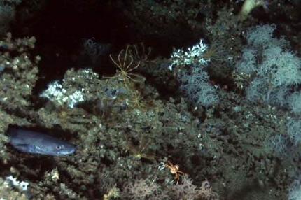 Corals, Gulf of Mexico