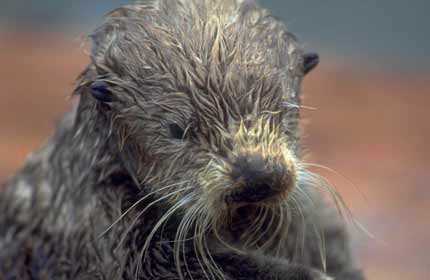 An otter affected by the Exxon Valdex oil spill