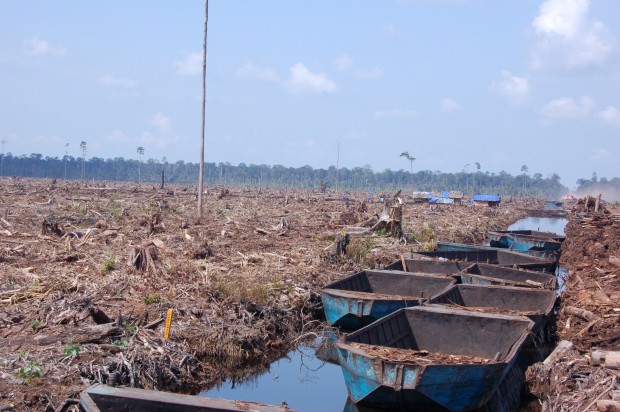 Cleared forest in Sumatra, which was once tiger habitat