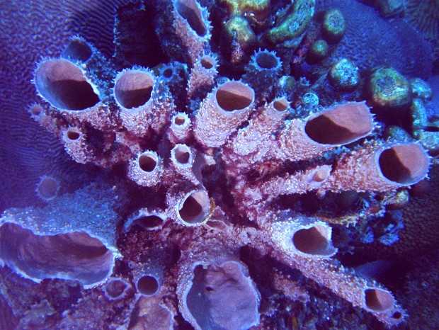 How To Look After Sea Sponges - My Reef