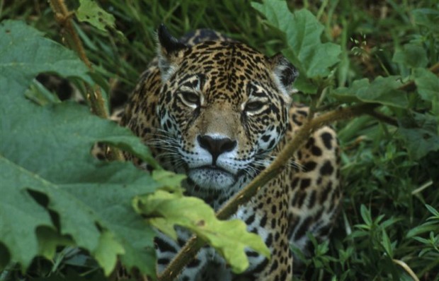 Jaguar in the Amazon rainforest