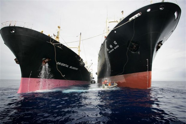 A Greenpeace boat tries to prevent whaling ship the Nisshin Maru refuelling in t