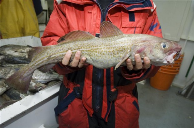 Now you see it...: cod caught in the North Sea and about to be discarded