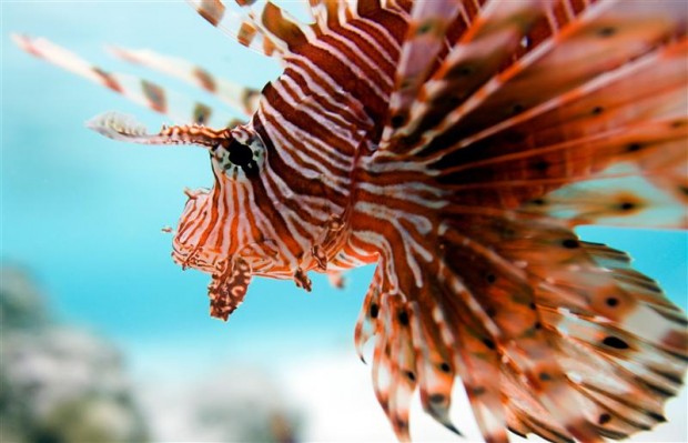 Lion fish in the Maldives