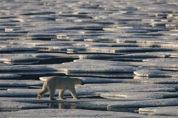 Polar bear crossing the melting sea ice