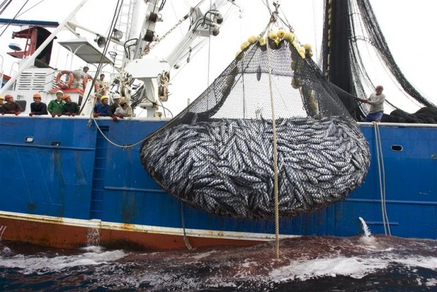 Tuna and bycatch caught in the east Pacific