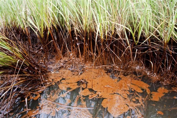 Heavy crude oil in the wetland grasses on an island in Bay Batiste