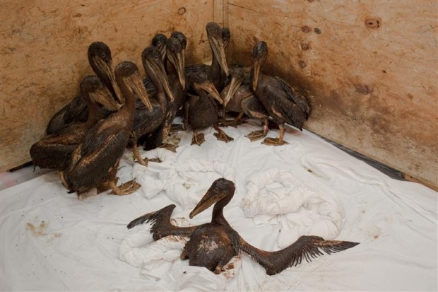 Oiled Brown Pelicans in Louisiana