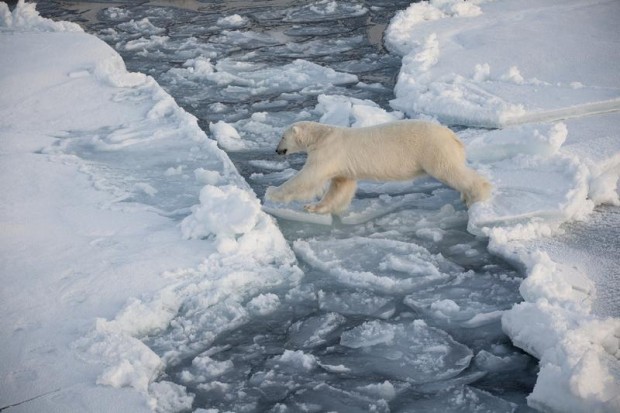 In 30 years we've lost 75 percent of the Arctic sea ice