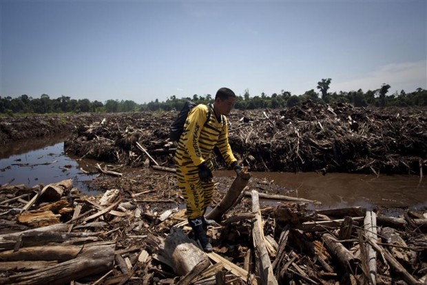 Deforestation in Sumatra, Indonesia by Sinar Mas supplier PT Arara Abadi