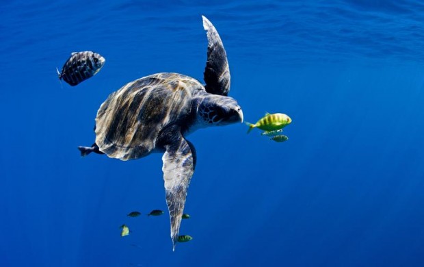 Olive Ridley turtle in the Pacific Ocean